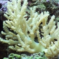 Yellow_tang_2