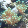 zc