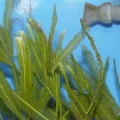 feather_caulerpa_1_