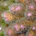 Pink procilapora