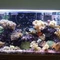 55_Gallon_w_halides