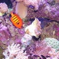 DSCF1334200