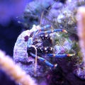Yet another Blue hermit picture