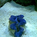 blue maxima