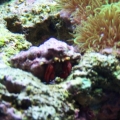 Hermit Crab