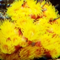 Sun Polyp