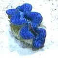 blue maxima-2