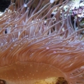 Killer Anemone