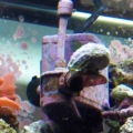 Snail on powerhead