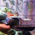 Snail on powerhead