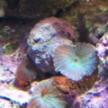 Mushroom offspring