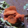 Mushroom offspring