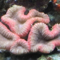 redbrain