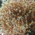Hairy Mushroom