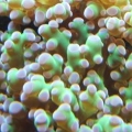 Branching Frogspawn