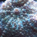 shroom