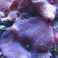 purple mushroom