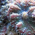 multicolor yumas