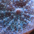 discossoma
