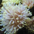 Torch Coral