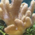 Leather Finger