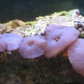 Mushrooms