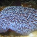 Purple Fungia