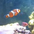 occelaris and six line wrasse