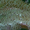 Plate_Coral
