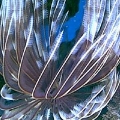 Feather_duster