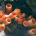 orange_cup_coral_closed