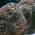 galaxia_coral