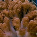 colt_coral