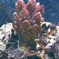 acro-2