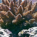 Acro-1