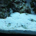 Star fish