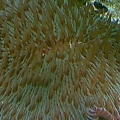 plate_coral2