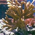 Fire_coral