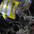 Picture_126