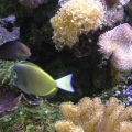 180 REEF
