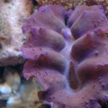 Crocus Giant Clam