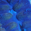 Crocus Giant Clam