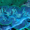 Crocus Giant Clam