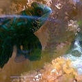 Mandarin