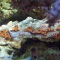 Tunicates