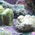 New SPS Frags