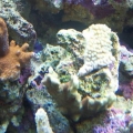 More SPS Frags