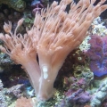Xenia, Clam ETC