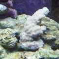 New Montipora