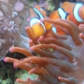Clowns And RBTA
